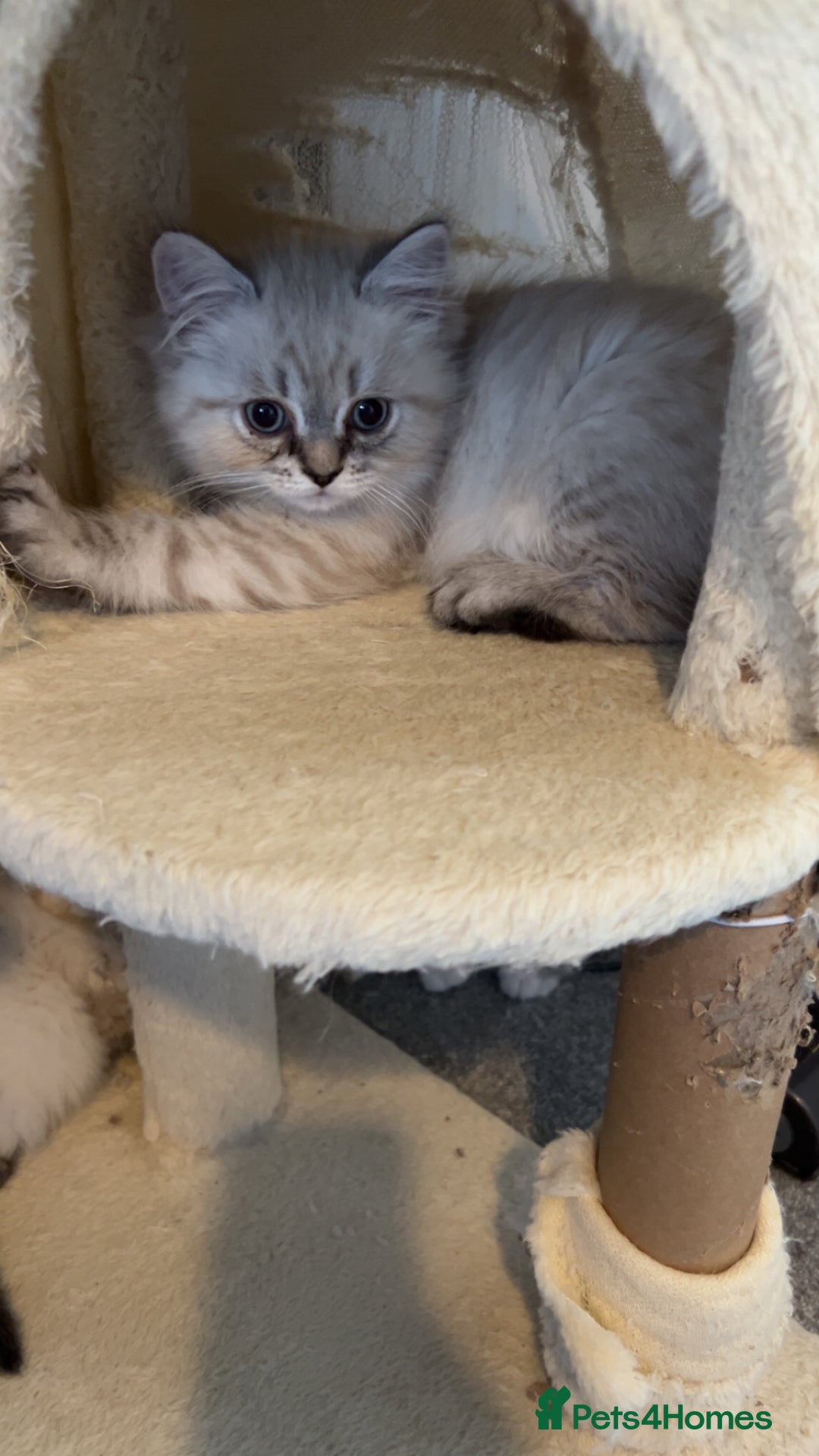 Persian cats for sale: 4 Beautiful Himalayan X Chinchilla Persian Kittens - Advert 7