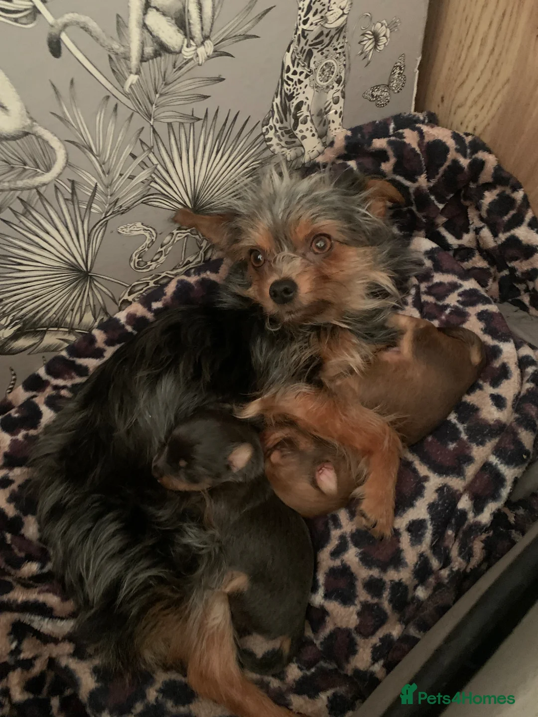 Chorkie dogs for sale: 1 lovely boy looking for forever home - Advert 2