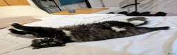 Mixed Breed cats for sale: Playful Maine Coon Mix Needs a Home - Advert 6