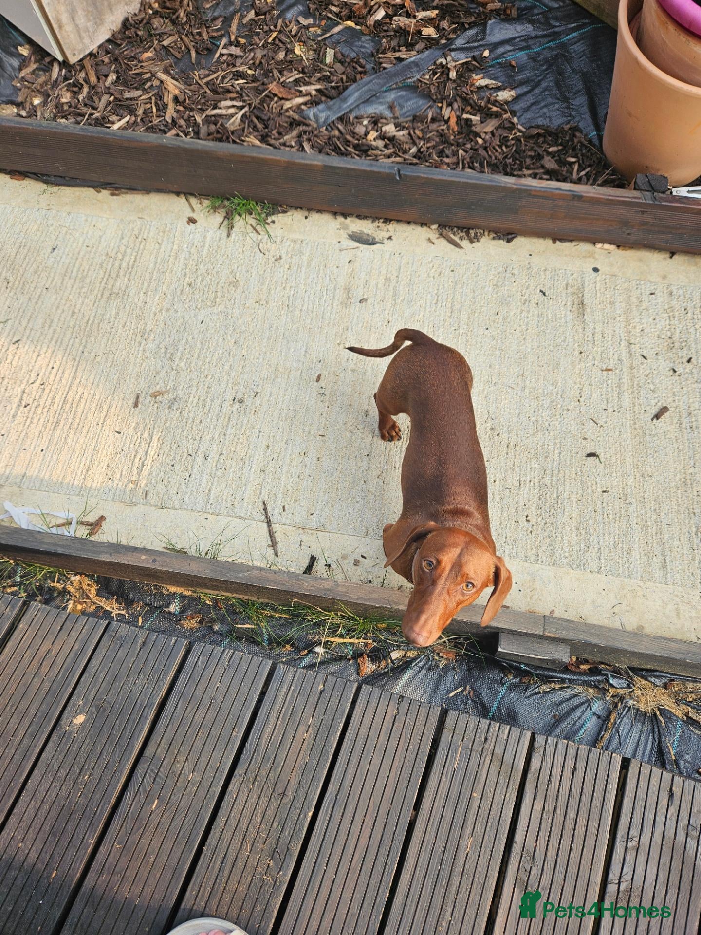 Miniature Dachshund dogs Miniature Dachshund looking for new home - Advert 17