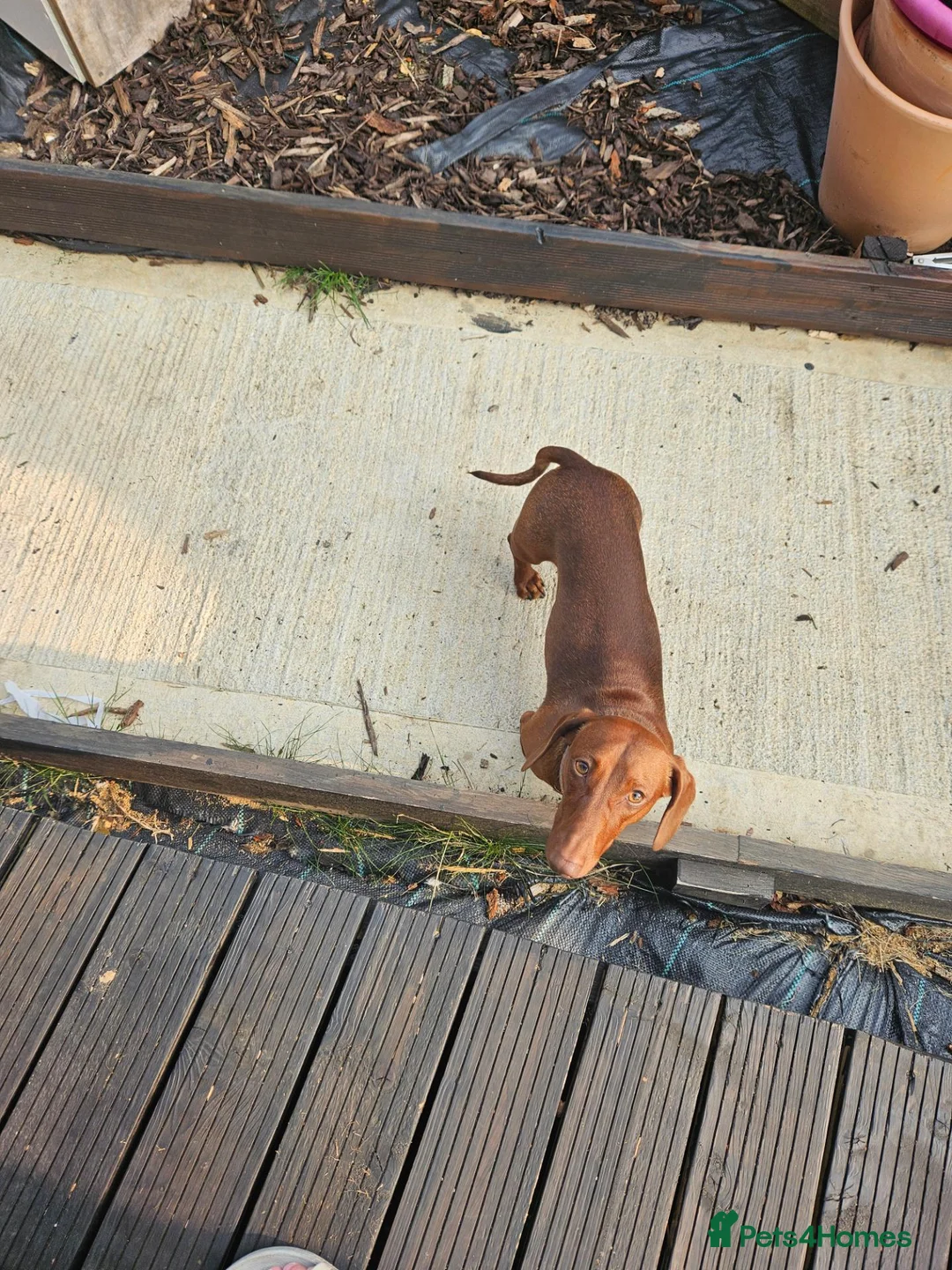 Miniature Dachshund dogs for sale: Miniature Dachshund looking for new home in Basingstoke - Advert 1
