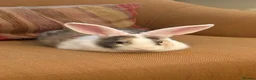 English rabbits for sale: Rabbit for donation in London - Advert 2