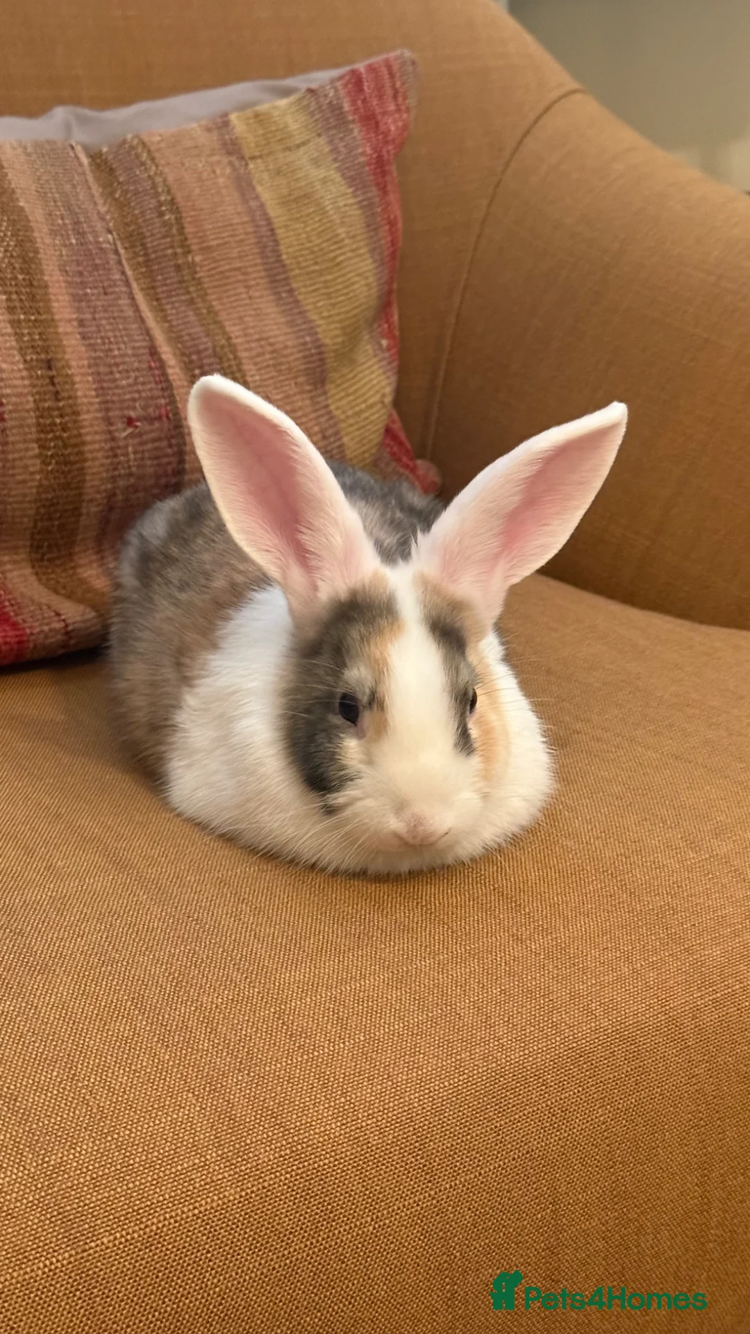 English rabbits for sale: Rabbit for donation in London - Advert 2