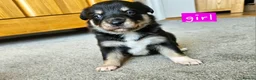 Border Collie dogs for sale: 🔥Unique tri border collie pups 🔥 - Advert 18