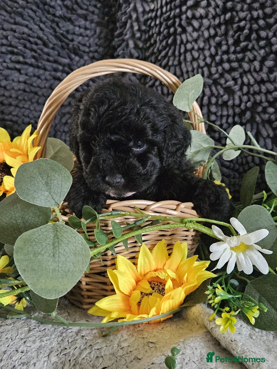 Maltipoo dogs for sale: Stunning F1 multipoo puppies - Advert 2