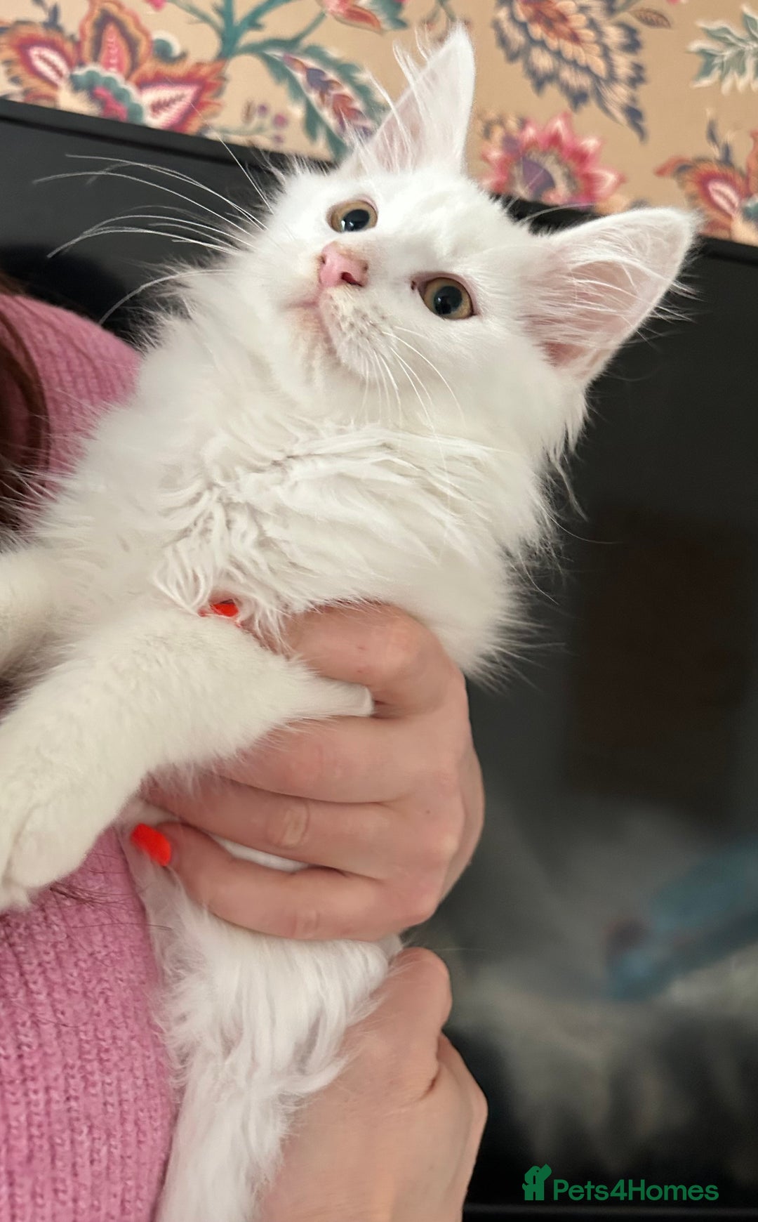 Maine Coon cats for sale: Maine coon kittens  - Advert 2