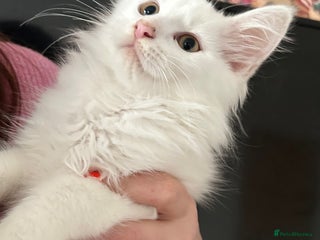 Maine Coon cats Maine coon kittens - Advert 5