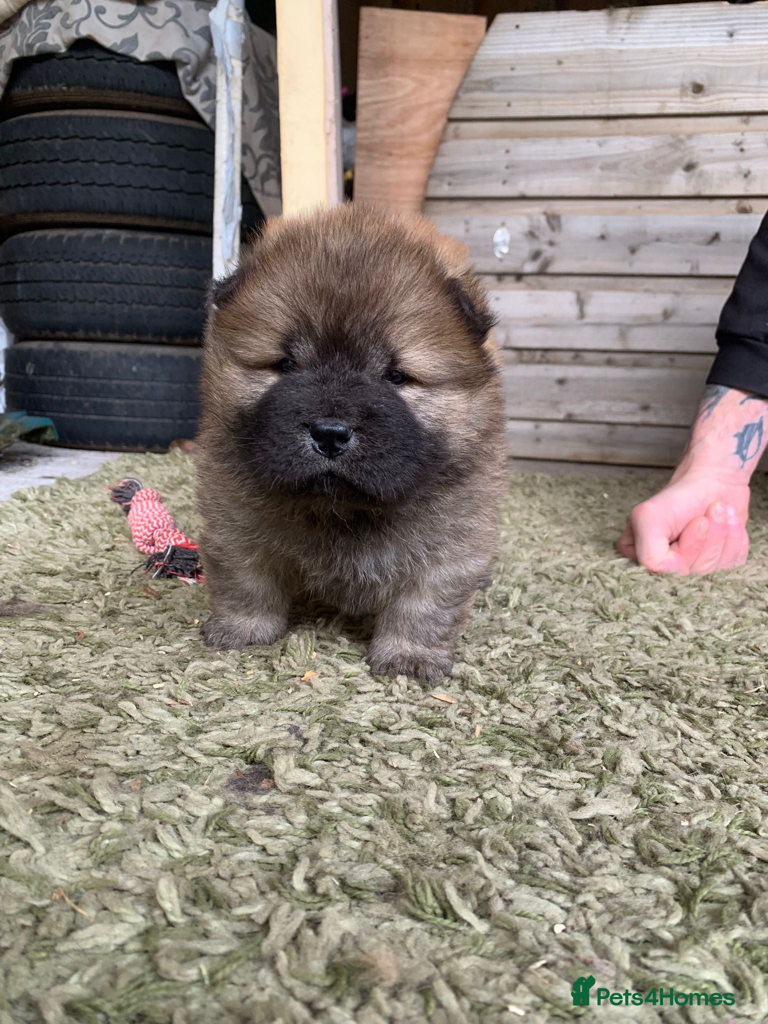 Chow Chow dogs for sale: Choclate/lilac Chow chow puppies - Advert 18
