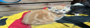 Mixed Breed Kitten 2