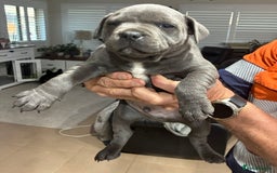 Staffordshire Bull Terrier dogs for sale: Oriented Staffie - Image 3