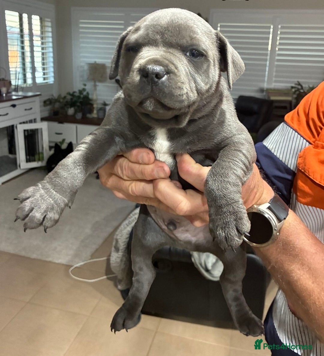 Staffordshire Bull Terrier dogs for sale: Oriented Staffie - Image 3