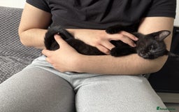 Domestic Shorthair cats for sale: Adorable Black Kitten Looking for a Loving Home - Image 2