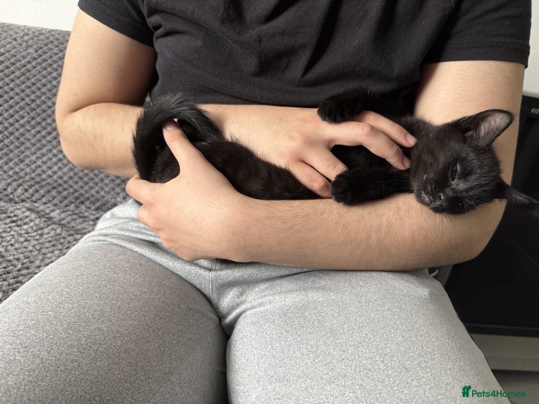Domestic Shorthair cats for sale: Adorable Black Kitten Looking for a Loving Home - Image 2