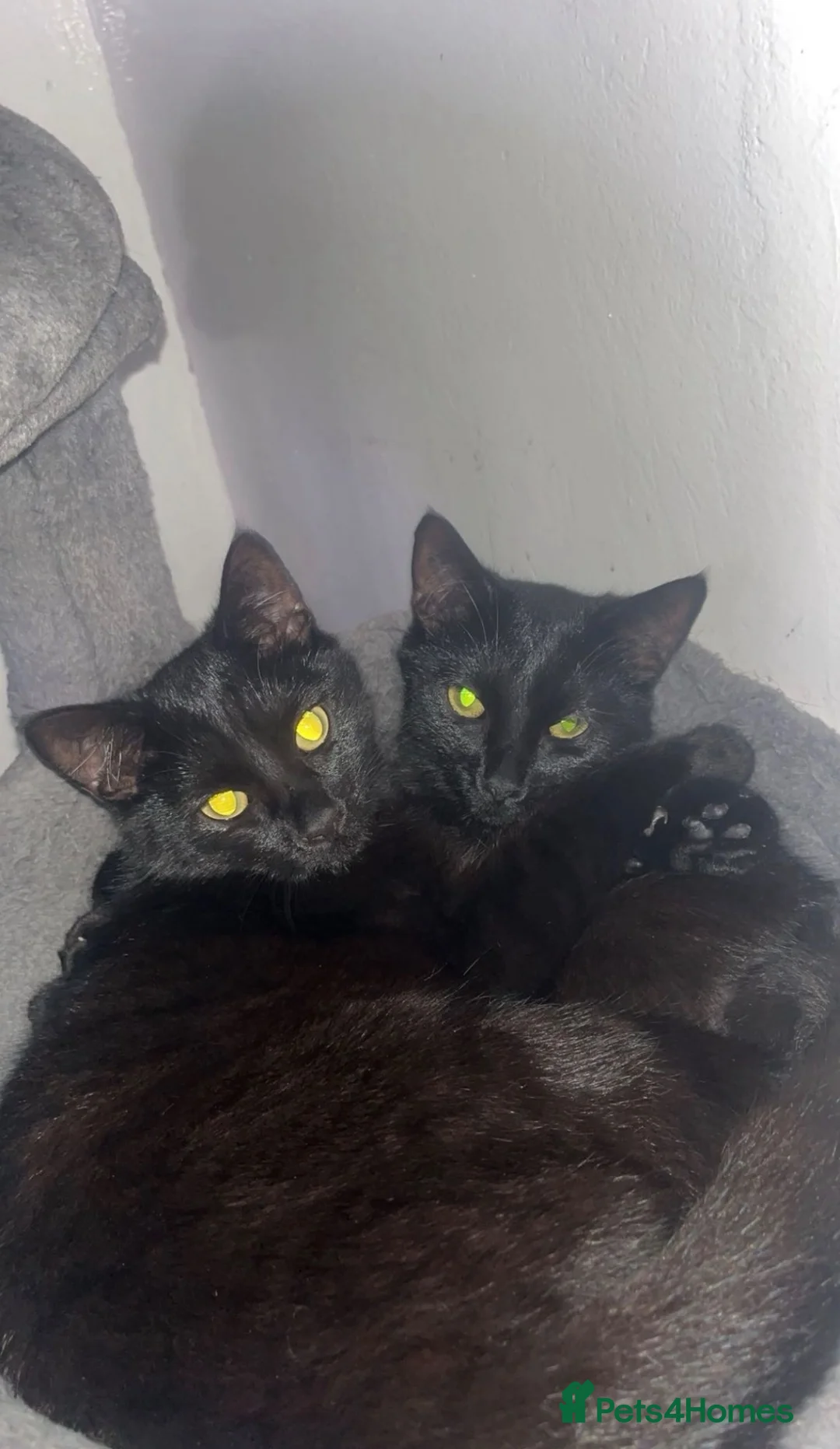 Domestic Shorthair cats for sale: 7 gorgeous black kittens for sale.  in Oldham - Advert 2