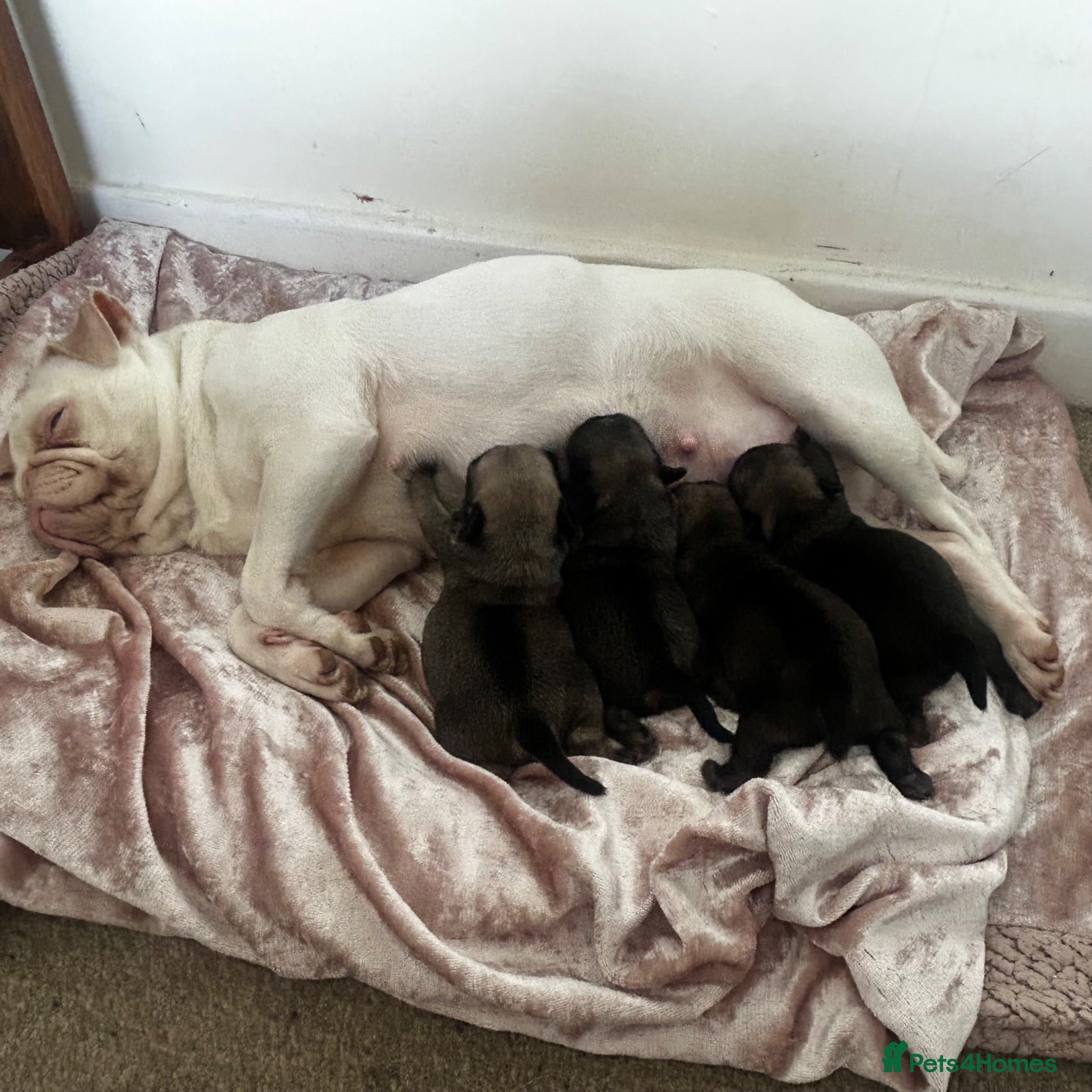 Pug dogs Miniature pugs for sale  - Advert 10