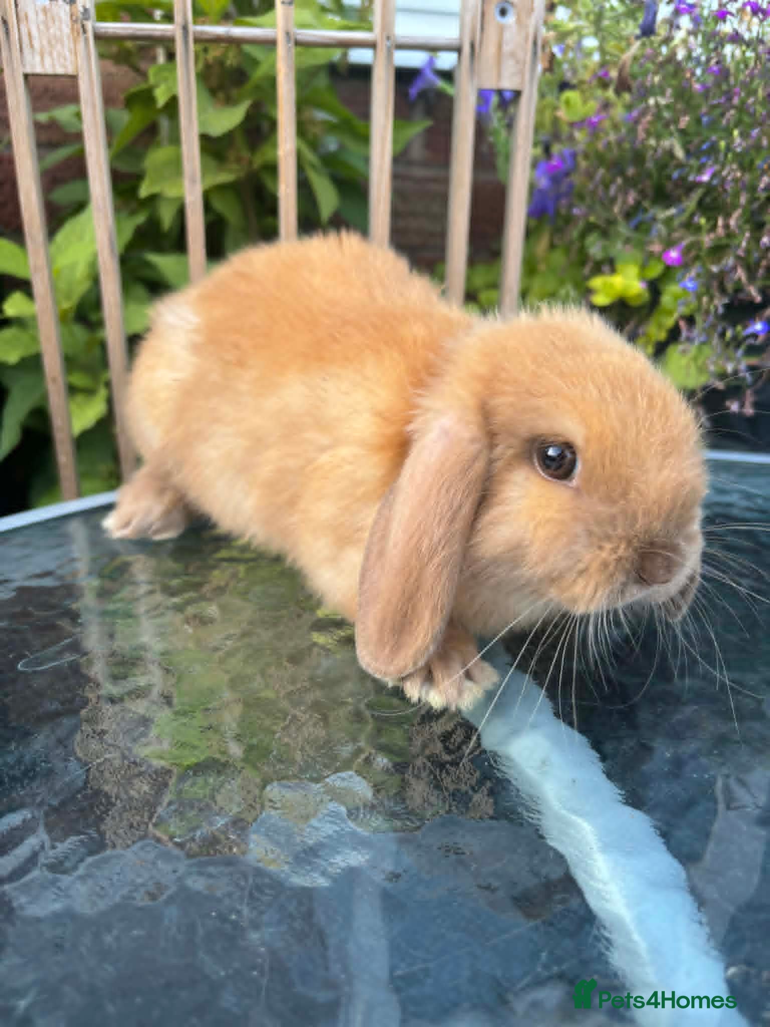 Mini Lop rabbits Mini lop / Mini lop cross orange / black bunnies - Advert 2