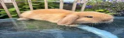 Mini Lop rabbits for sale: Mini lop / Mini lop cross orange / black bunnies - Advert 3