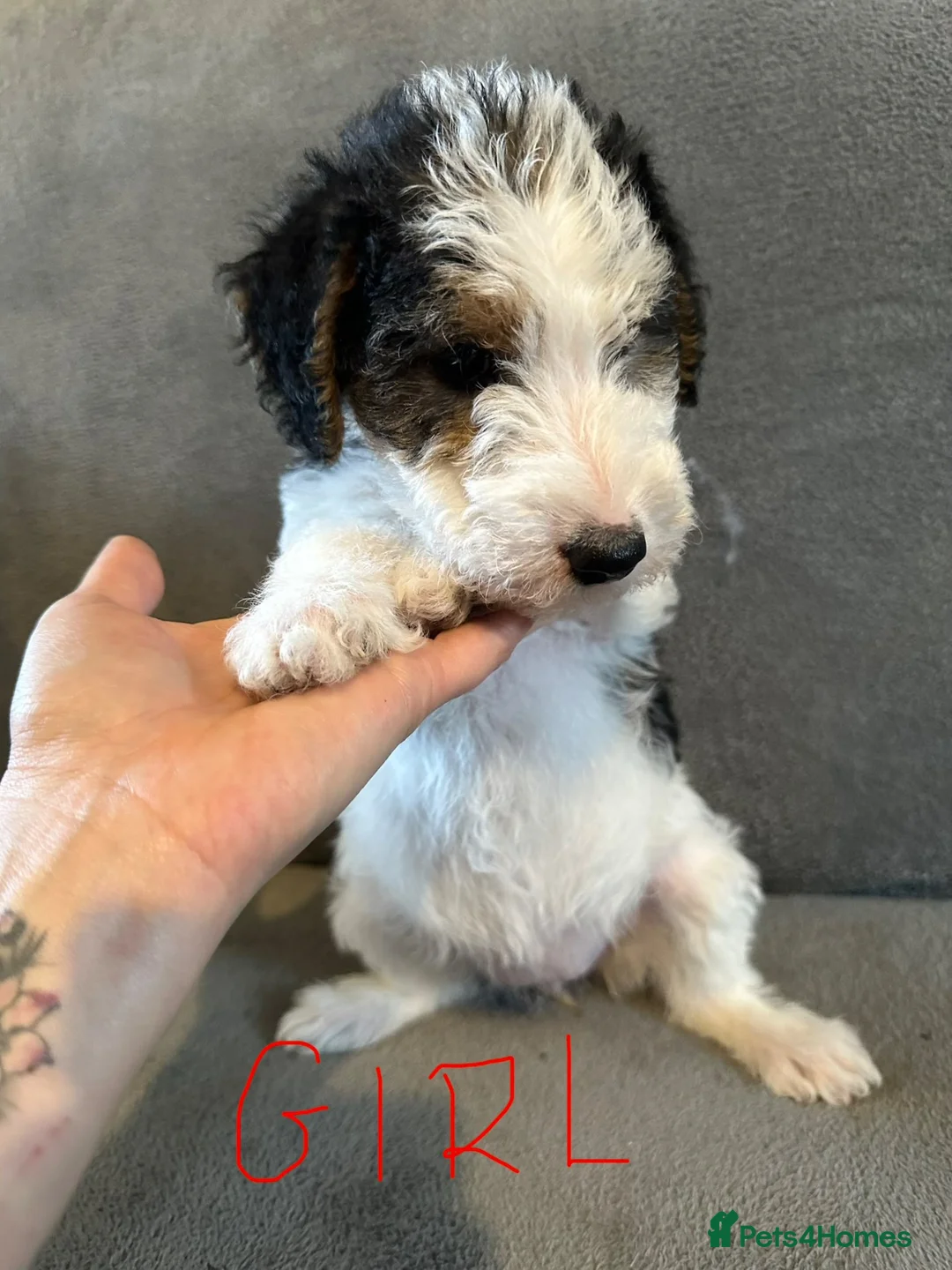Fox Terrier dogs for sale: Wire Haired fox terrier puppies - Advert 2