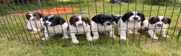 English Springer Spaniel dogs for sale: KC REG ENGLISH SPRINGER SPANIELS - Advert 5