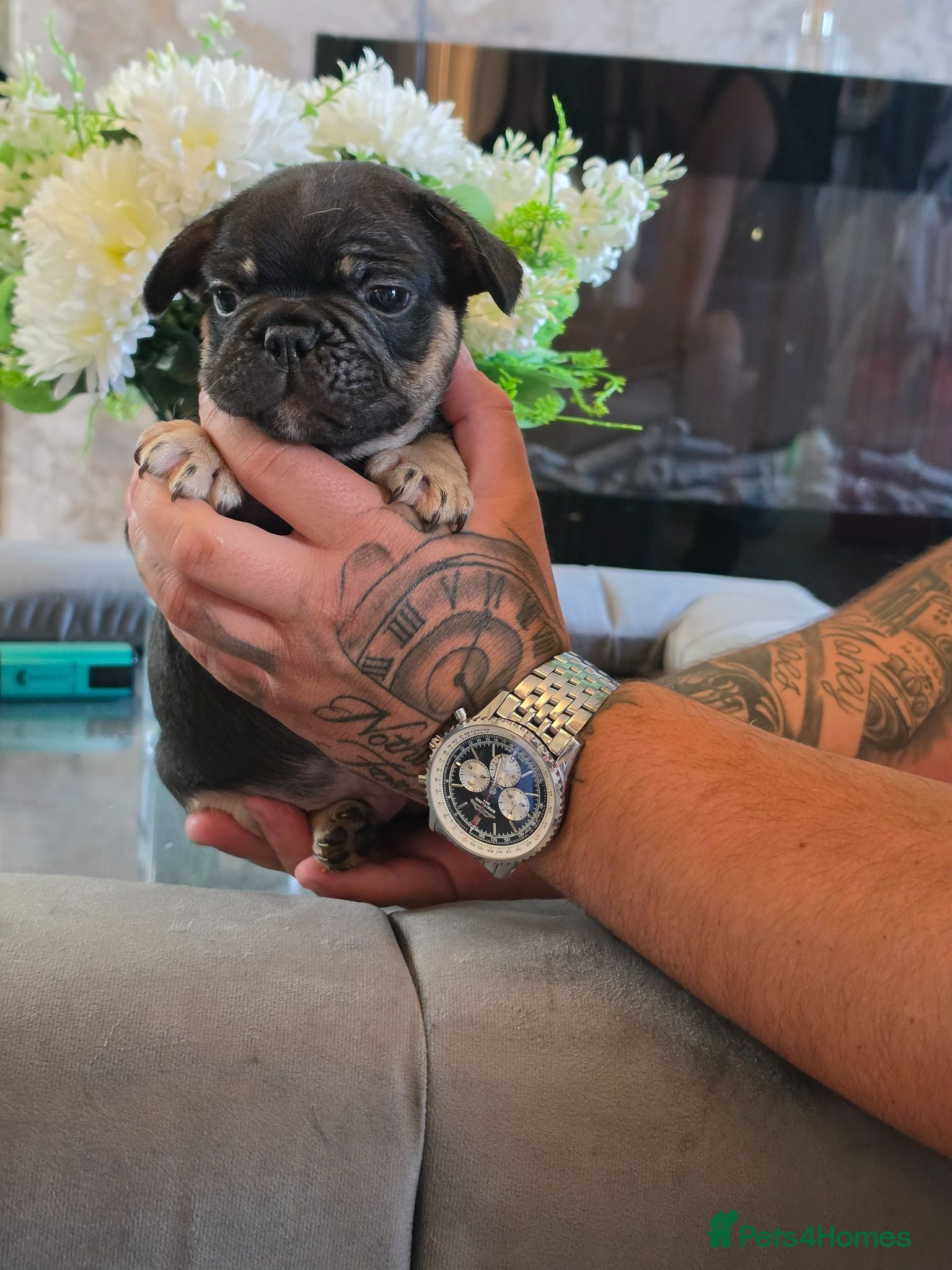 French Bulldog dogs Frenchbulldogs😍❤️6 week old - Advert 16