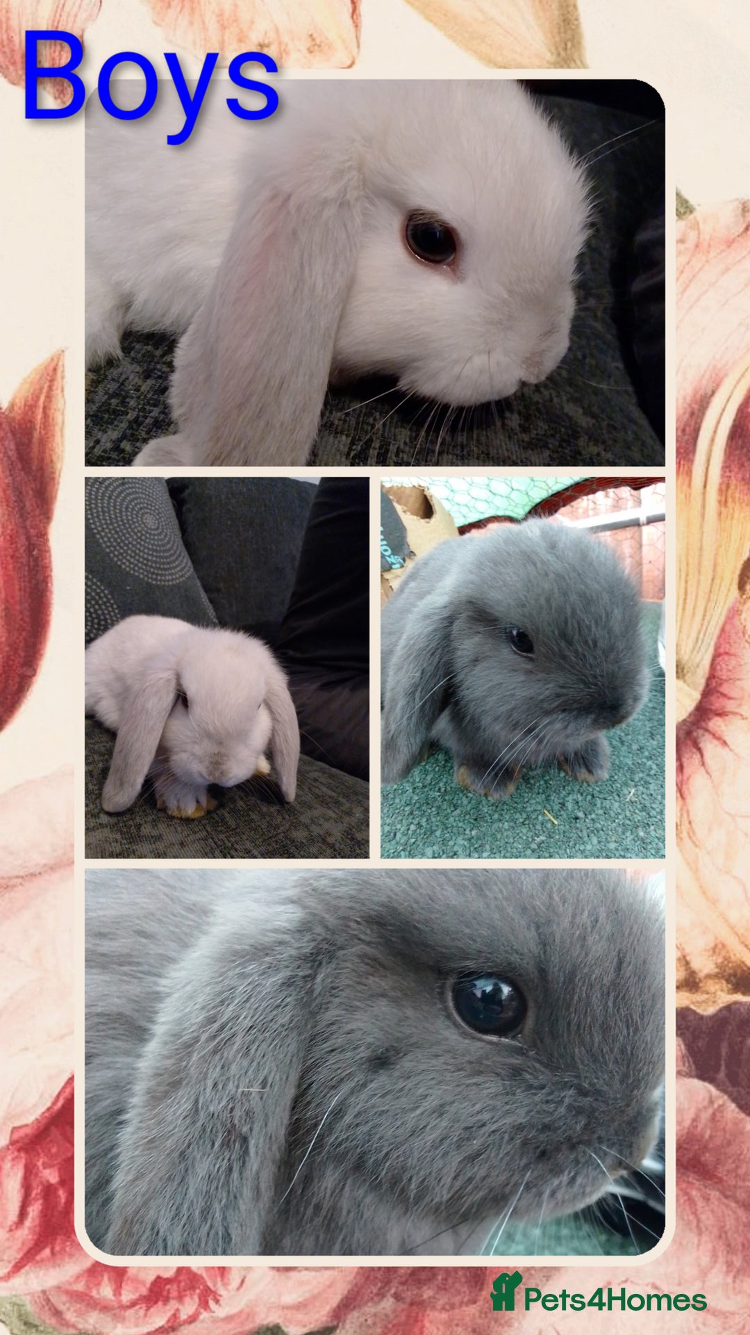 Mini Lop rabbits for sale: Beautiful Mini Lop Bunnies for sale  - Image 2