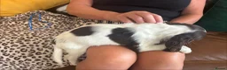 Sprocker dogs for sale: Sprocker spaniel puppies - Advert 21