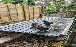 Hens poultry for sale: Pure Breed Bantom Hens - Image 1