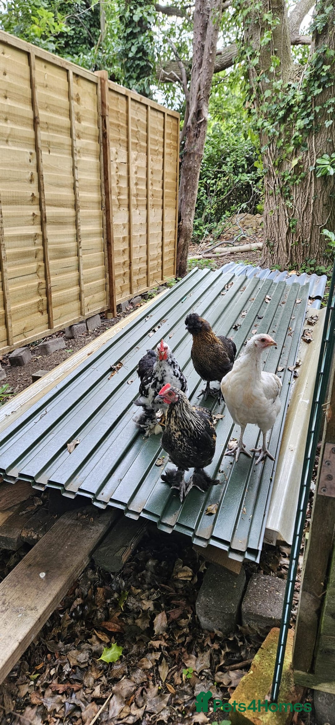 Hens poultry for sale: Pure Breed Bantom Hens - Image 1