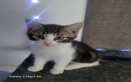 Domestic Shorthair cats for sale: Female tabbies  - Image 5