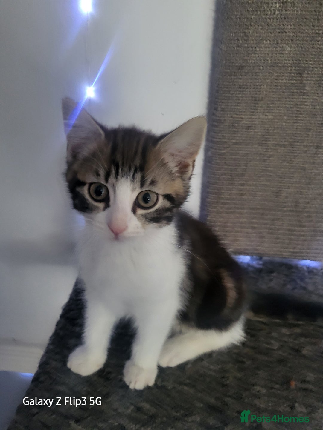 Domestic Shorthair cats for sale: Female tabbies  - Image 5
