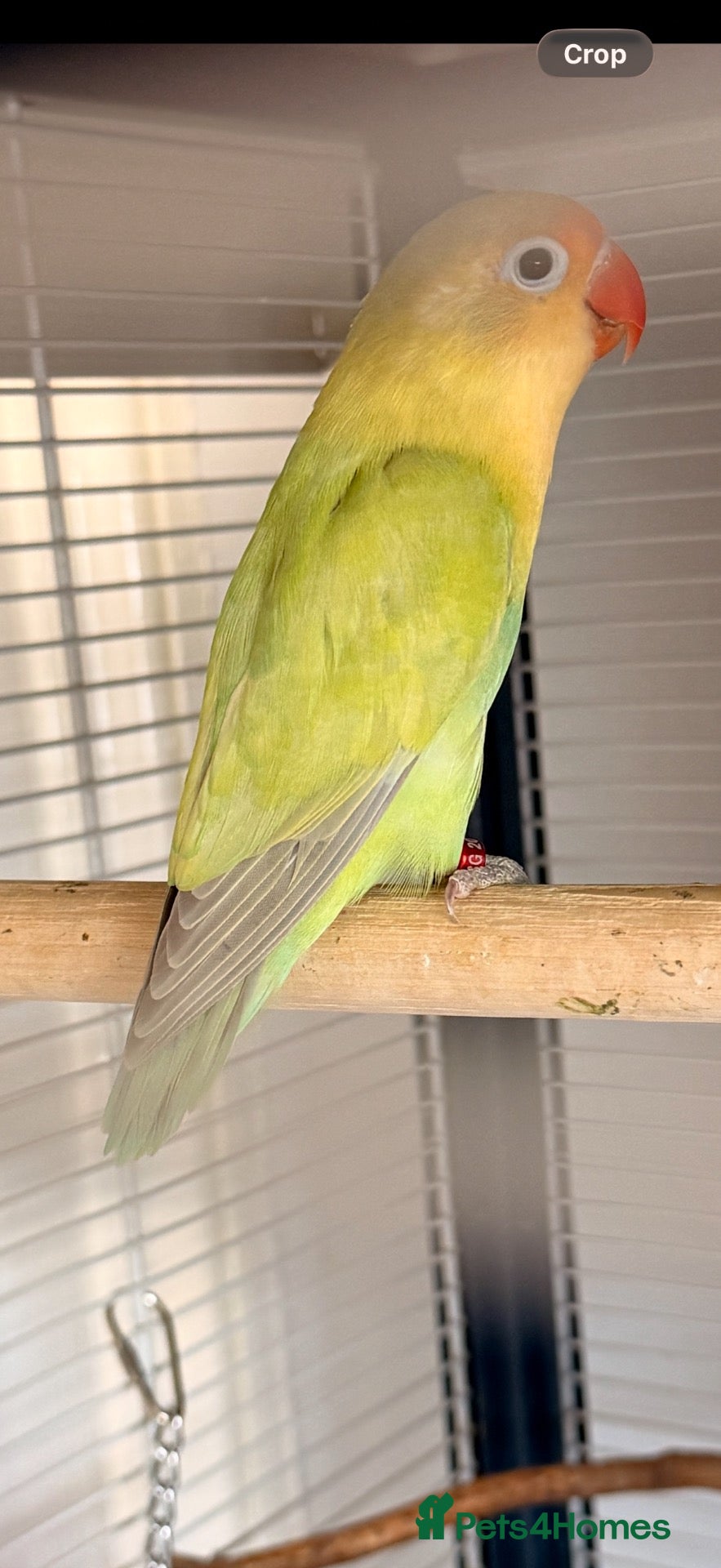 Lovebirds birds Lovebirds pairs, dilute and aquas for rehoming  - Advert 2