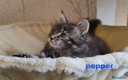 Maine Coon cats for sale: Maine Coon Kittens Tortie/Torbie Russian lines - Image 9