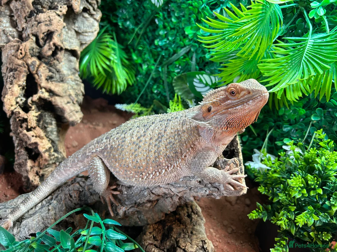Bearded Dragon reptiles for sale: Bearded Dragon full set up - Advert 9