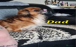 Mixed Breed dogs for sale: Yorkie cross tibetan spaniel  - Image 10