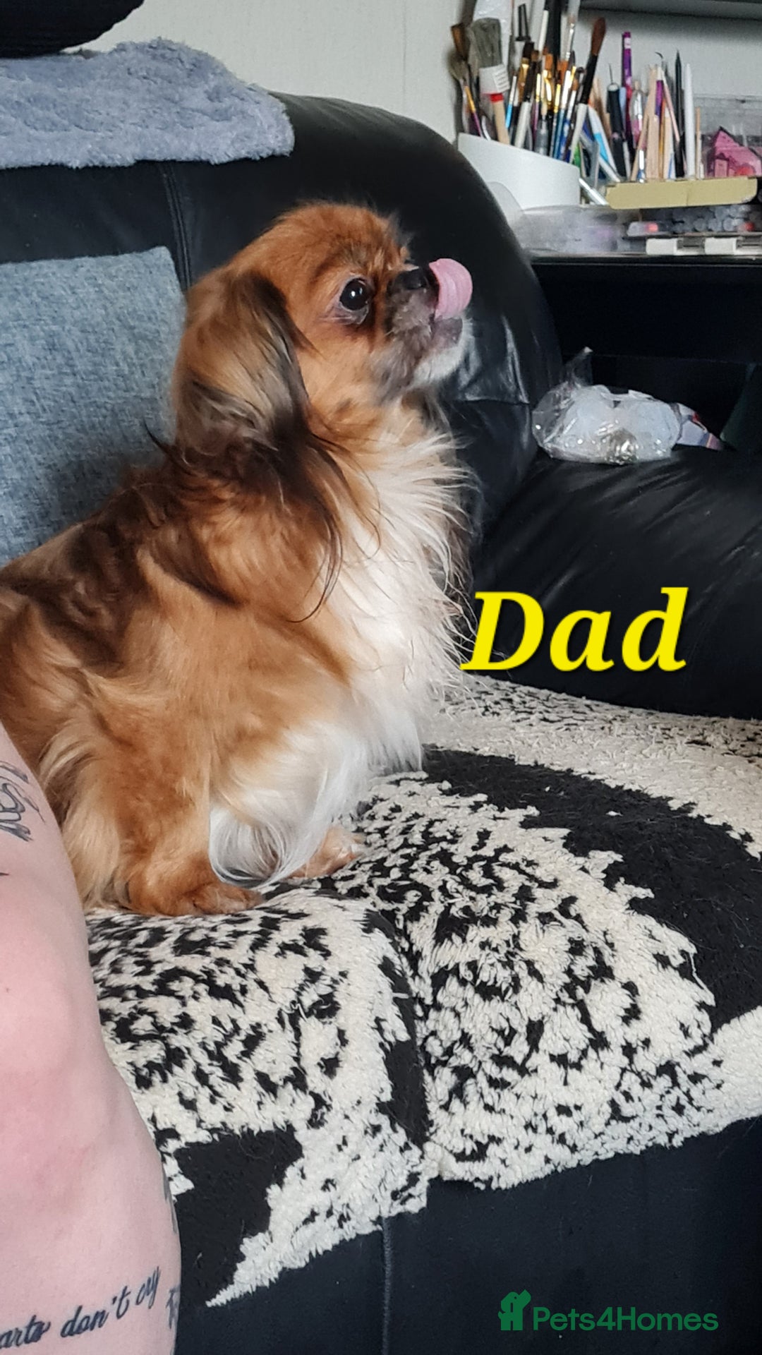 Mixed Breed dogs for sale: Yorkie cross tibetan spaniel  - Image 10