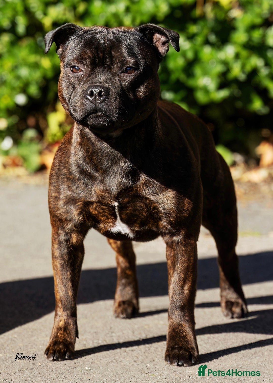 Staffordshire Bull Terrier dogs for stud: Crufts Qualified red and blue carrier stud  - Advert 1