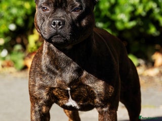 Staffordshire Bull Terrier dogs Crufts Qualified red and blue carrier stud - Advert 1