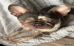 French Bulldog dogs for sale: French bulldog age 2  - Image 2