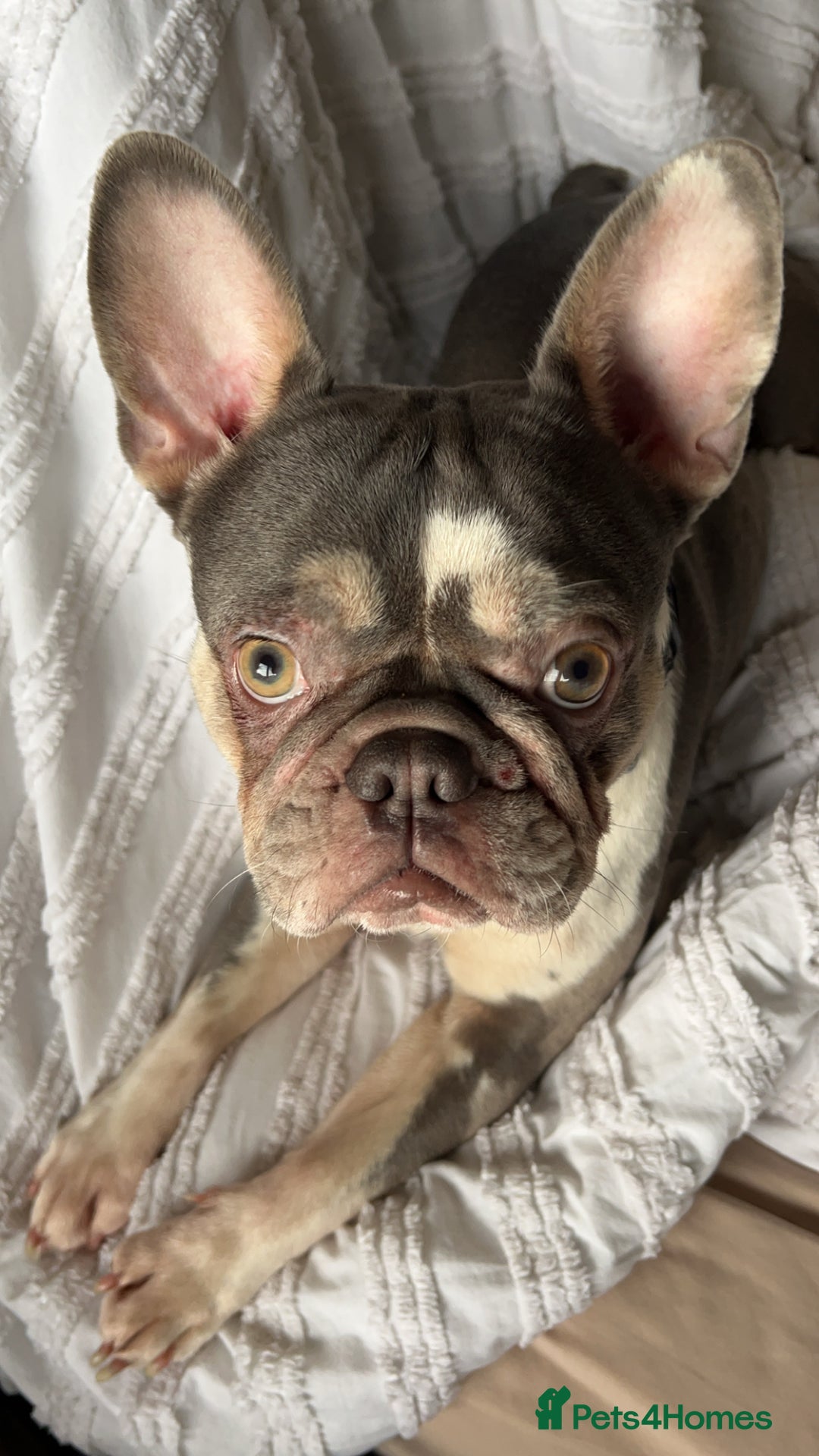 French Bulldog dogs for sale: French bulldog age 2  - Image 2