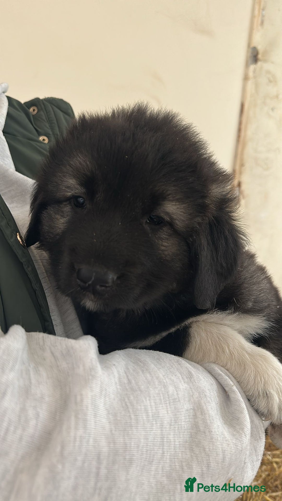 Caucasian Shepherd Dog dogs for sale:  ⭐️Caucasian shepherds⭐️puppies #bears big boned   - Image 19