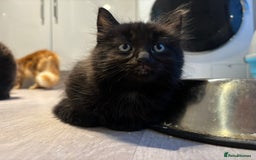 British Longhair cats for sale: Black fluffy kitten - Image 3