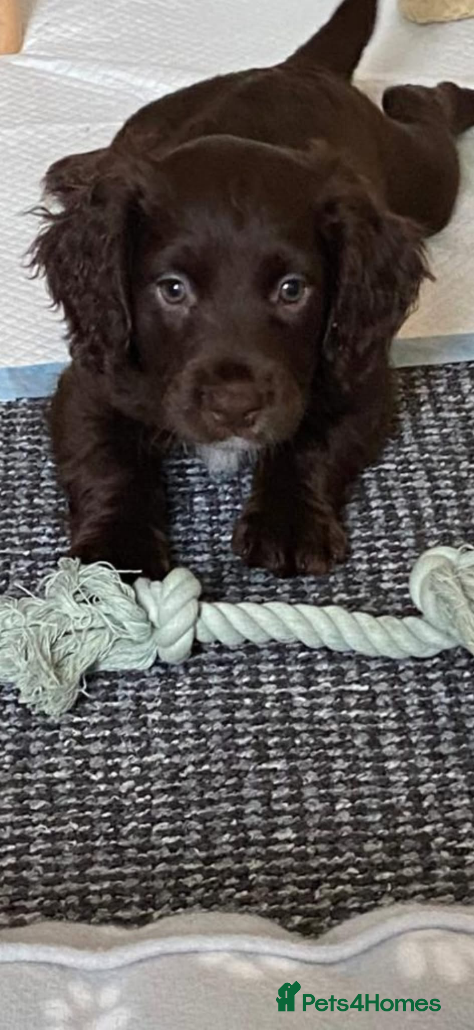 Cocker Spaniel dogs Poppy  - Advert 2