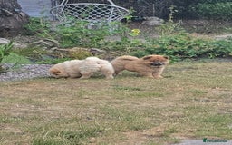 Chow Chow dogs for sale: QUALITY KC CHOWCHOW PUPPIES  in Wolverhampton - Image 18