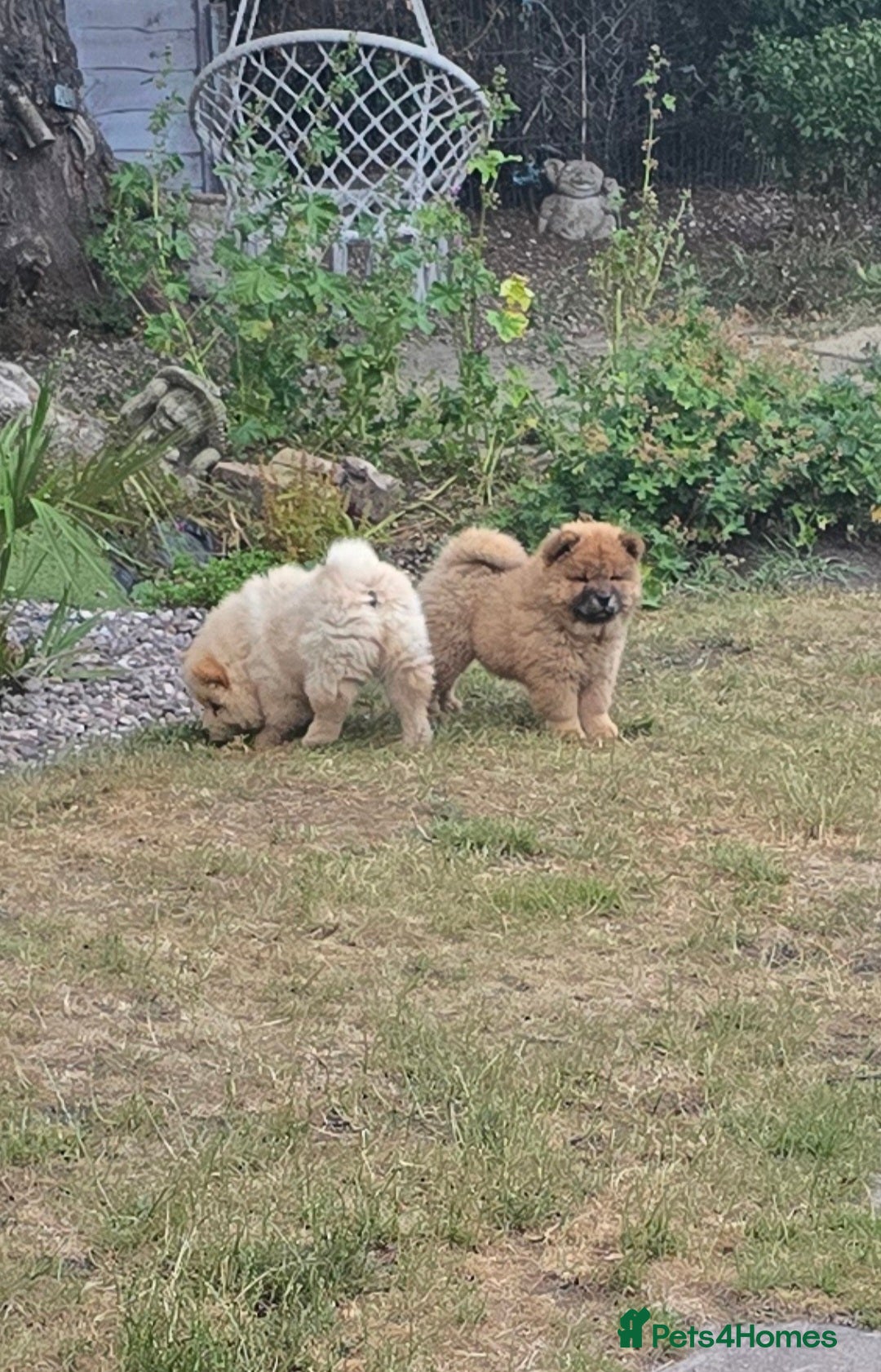 Chow Chow dogs for sale: QUALITY KC CHOWCHOW PUPPIES  in Wolverhampton - Image 18