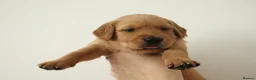 Golden Retriever dogs for sale: Beautiful litter working line golden retrievers in Sheffield - Advert 14