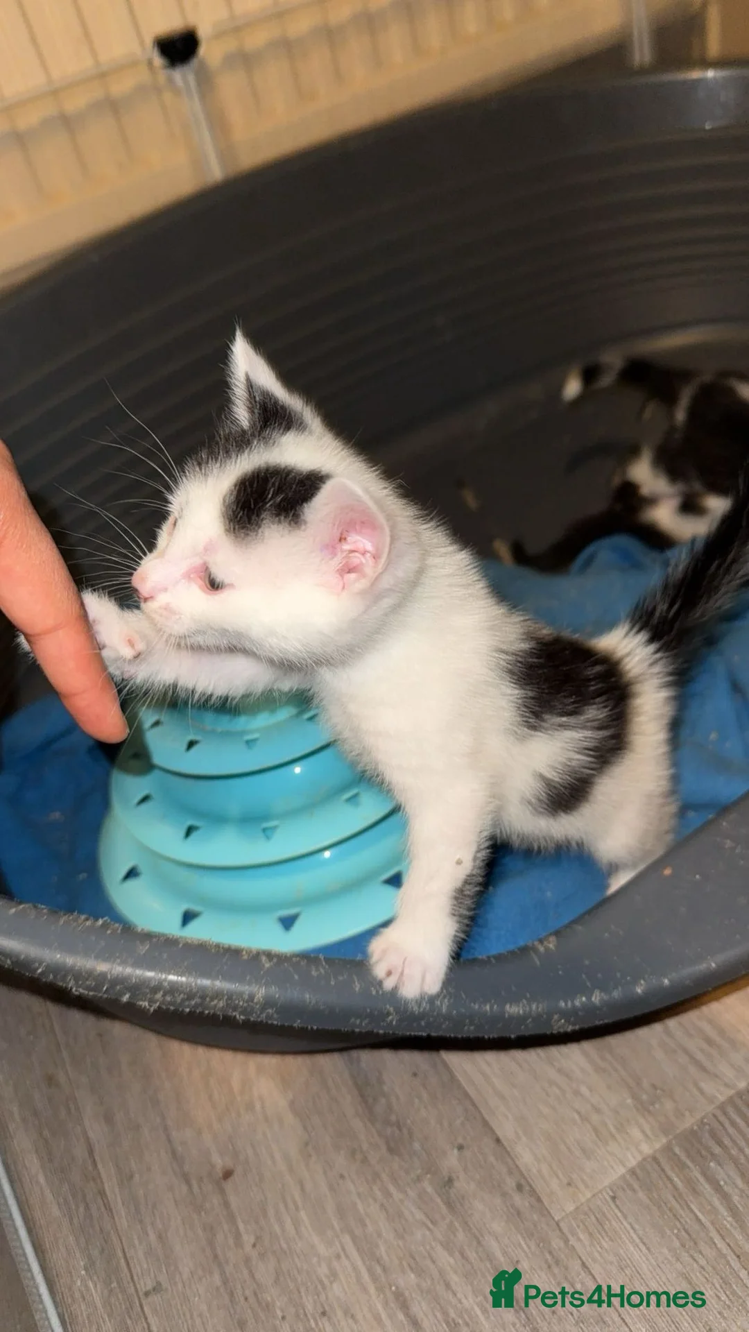 Mixed Breed cats for sale: Lovely kittens need a loving home - Advert 2