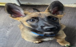 Mixed Breed dogs for sale: 11 german shepherd X Belgium malinois in Exmouth - Image 18