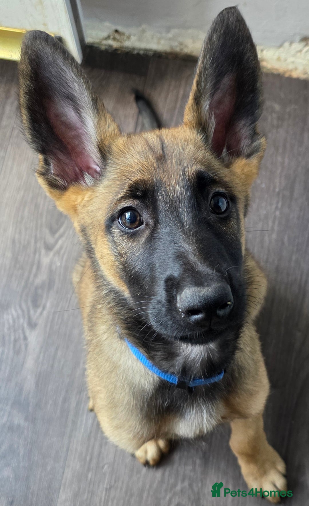 Mixed Breed dogs for sale: 11 german shepherd X Belgium malinois in Exmouth - Image 18