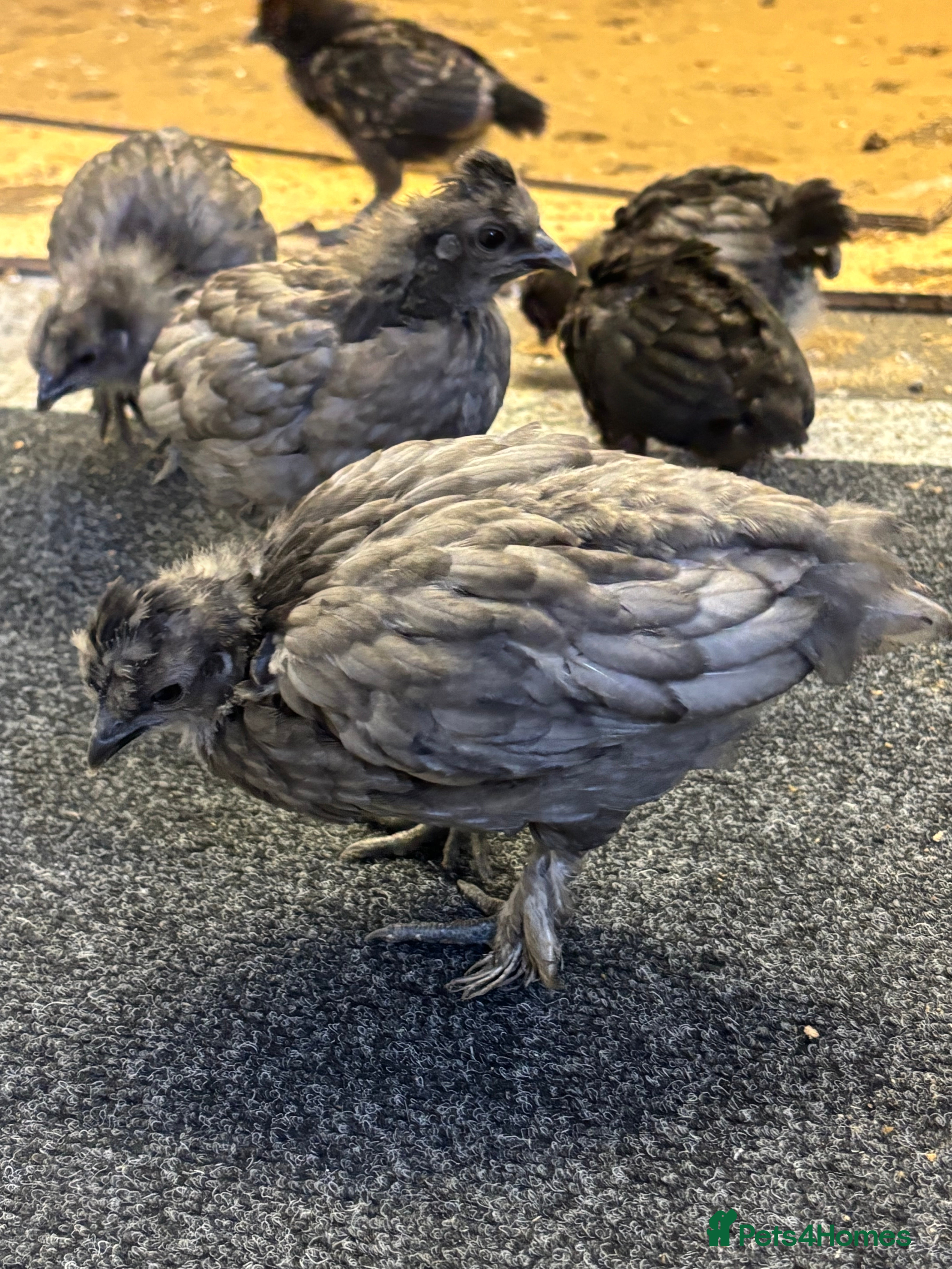 Chickens poultry 9 Silkie mixed polish chicks grey/black very cute - Advert 18