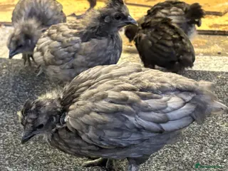 Chickens poultry 9 Silkie mixed polish chicks grey/black very cute - Advert 18